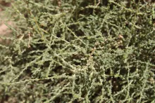 Caroxylon imbricatum leaves