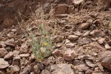 Whole plant