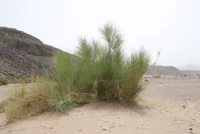 Whole plant