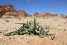 Whole plant