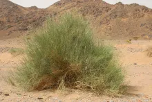 Whole plant