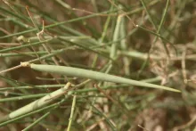 Leptadenia pyrotechnica fruit
