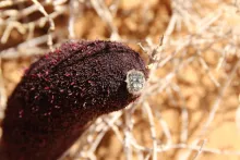 Cynomorium coccineum
