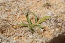 Whole plant