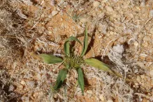 Whole plant