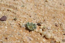 Small Aizoon canariense