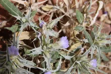 Blepharis ciliaris flower