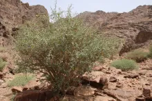 Whole plant