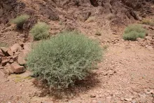Whole plant