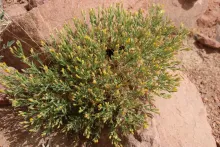 Whole plant
