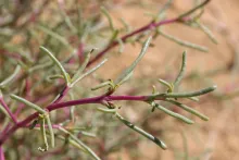 Soda rosmarinus leaves