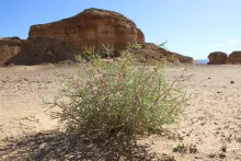 Whole plant