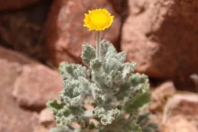 Pulicaria incisa leaves