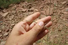 Kohautia caespitosa fruit