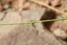 Kohautia caespitosa flower