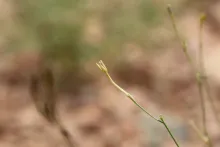 Kohautia caespitosa flower