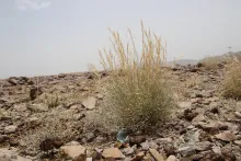Whole plant