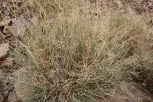 Cymbopogon schoenanthus leaves