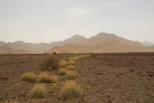 Cymbopogon schoenanthus on Harrat drainage lines and wadis