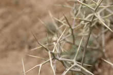 Zilla spinosa fruit