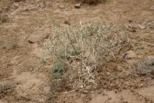 Whole plant