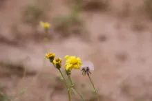 Senecio glaucus subsp. coronopifolius flower