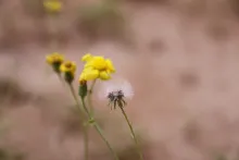 Senecio glaucus subsp. coronopifolius fruits