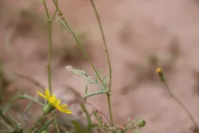 Senecio glaucus subsp. coronopifolius leaves