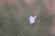 Retama raetam flower