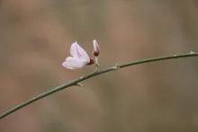Retama raetam flower