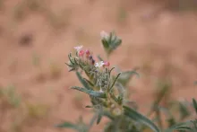 Moltkiopsis ciliata flower