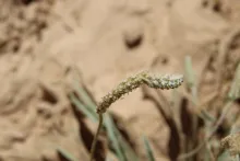 Plantago albicans fruits
