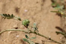 Tribulus terrestris fruit