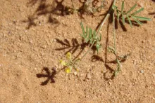 Hippocrepis areolata flower