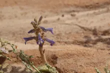 Whole plant