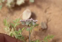 Anisosciadium lanatum flowers