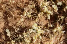 Cuscuta campestris flowers