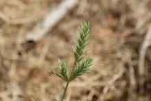 Crucianella membranacea flowers