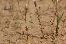 Whole plant