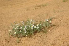 Whole plant