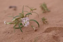 Silene villosa flowers
