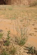 Whole plant