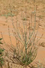 Whole plant