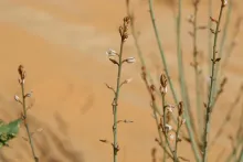 Asphodelus tenuifolius flowers