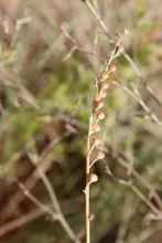 Asphodelus tenuifolius fruits
