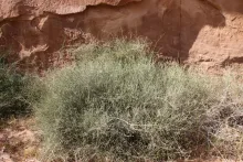 Whole plant