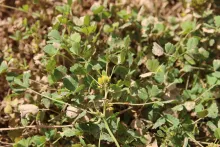 Whole plant
