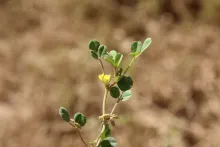 Trigonella stellata flower
