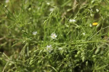 Spergularia flaccida flowers