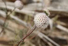 Lasiospermum brachyglossum flower